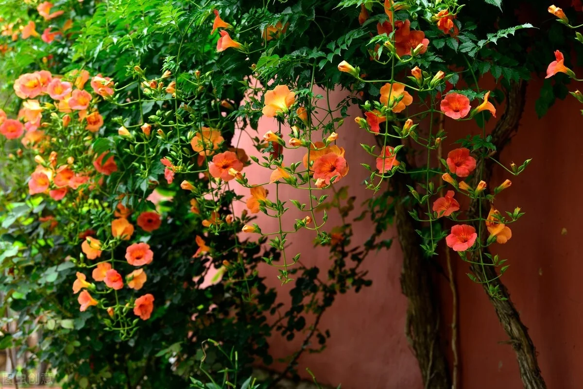 Bí Quyết Sở Hữu Bức Tường Hoa Rực Rỡ: Loài Hoa Dây Leo Nở 200 Ngày Mỗi Năm, Cực Dễ Trồng